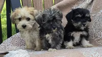 Teacup, a female Miniature Schnauzer and Shih Tzu for sale in Kalona, IA – 6 of 6