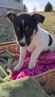 Pecan , a  Jack Russell Terrier and Border Collie for sale in Kalona, IA – Photo 3 of 6