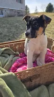Pecan , a  Jack Russell Terrier and Border Collie for sale in Kalona, IA – Photo 2 of 6