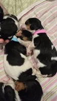 AKC Twinkles , a female Cavalier King Charles Spaniel for sale in Kalona, IA – 3 of 3