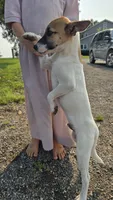 Peter, a male Jack Russell Terrier and Rat Terrier for sale in Kalona, IA – 7 of 8
