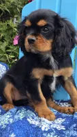 Tucker, a male Cavalier King Charles Spaniel for sale in Kalona, IA – 2 of 7