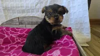 AKC Penelope, a female Yorkshire Terrier for sale in Kalona, IA – 5 of 7