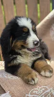 Rex, a male Bernese Mountain Dog for sale in Kalona, IA – 10 of 10