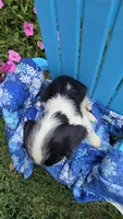Miles, a male Cavalier King Charles Spaniel for sale in Kalona, IA – 3 of 5