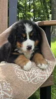 Reese, a male Bernese Mountain Dog for sale in Kalona, IA – 6 of 8
