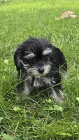 Jersey, a male Miniature Schnauzer and Shih Tzu for sale in Kalona, IA – 1 of 6