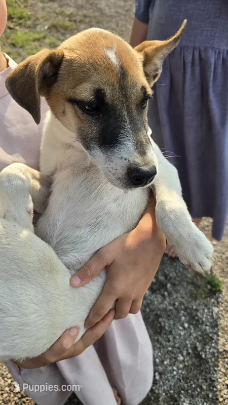 Peter – Jack Russell Terrier, Rat Terrier puppy for sale in Kalona, IA