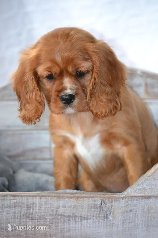 Frances  – Cavalier King Charles Spaniel puppy for sale in Kalona, IA