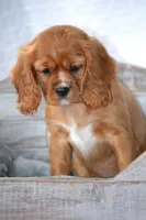 Frances , a female Cavalier King Charles Spaniel for sale in Kalona, IA – Photo 1 of 7