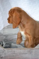 Frances , a female Cavalier King Charles Spaniel for sale in Kalona, IA – Photo 4 of 7