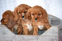 Frances , a female Cavalier King Charles Spaniel for sale in Kalona, IA – Photo 7 of 7