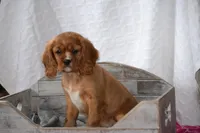 Frances , a female Cavalier King Charles Spaniel for sale in Kalona, IA – Photo 3 of 7