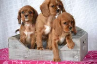 Frances , a female Cavalier King Charles Spaniel for sale in Kalona, IA – Photo 6 of 7
