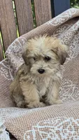 Kylie, a female Miniature Schnauzer and Shih Tzu for sale in Kalona, IA – 2 of 6