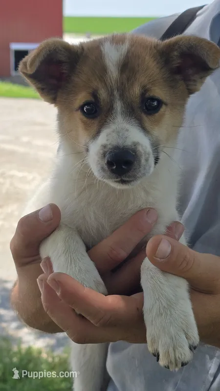 Stella – American Eskimo, Jack Russell Terrier puppy for sale in Kalona, IA