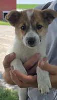 Stella, a female American Eskimo and Jack Russell Terrier for sale in Kalona, IA – 1 of 6
