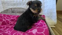 AKC Penelope, a female Yorkshire Terrier for sale in Kalona, IA – 3 of 7