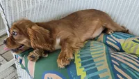 Lady, a female Cavalier King Charles Spaniel for sale in Kalona, IA – 6 of 6