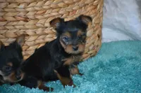 AKC MR. BIG, a male Yorkshire Terrier for sale in Kalona, IA – Photo 5 of 10
