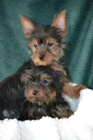 AKC MR. BIG, a male Yorkshire Terrier for sale in Kalona, IA – Photo 3 of 10