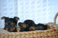 AKC MR. BIG, a male Yorkshire Terrier for sale in Kalona, IA – Photo 8 of 10