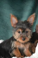 AKC MR. BIG, a male Yorkshire Terrier for sale in Kalona, IA – Photo 1 of 10