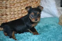 AKC MR. BIG, a male Yorkshire Terrier for sale in Kalona, IA – Photo 4 of 10
