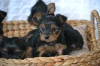 AKC MR. BIG, a male Yorkshire Terrier for sale in Kalona, IA – Photo 7 of 10