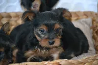 AKC MR. BIG, a male Yorkshire Terrier for sale in Kalona, IA – Photo 6 of 10