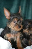 AKC MR. BIG, a male Yorkshire Terrier for sale in Kalona, IA – Photo 2 of 10