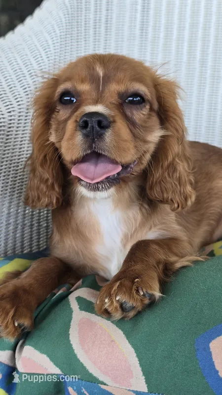 Lady – Cavalier King Charles Spaniel puppy for sale in Kalona, IA