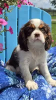 Hershey, a male Cavalier King Charles Spaniel for sale in Kalona, IA – 2 of 9