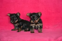 AKC Oliver, a male Yorkshire Terrier for sale in Kalona, IA – Photo 3 of 7