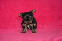 AKC Oliver, a male Yorkshire Terrier for sale in Kalona, IA – Photo 4 of 7