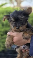 AKC Oliver, a male Yorkshire Terrier for sale in Kalona, IA – Photo 3 of 10