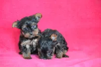 AKC Oliver, a male Yorkshire Terrier for sale in Kalona, IA – Photo 6 of 7
