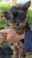AKC Oliver, a male Yorkshire Terrier for sale in Kalona, IA – Photo 1 of 10