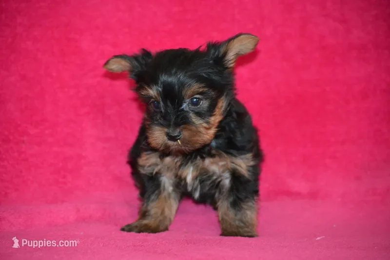 AKC Oliver – Yorkshire Terrier puppy for sale in Kalona, IA