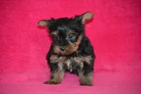 AKC Oliver, a male Yorkshire Terrier for sale in Kalona, IA – Photo 1 of 7