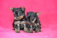 AKC Oliver, a male Yorkshire Terrier for sale in Kalona, IA – Photo 7 of 7