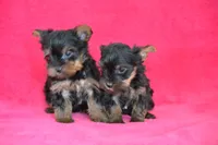 AKC Oliver, a male Yorkshire Terrier for sale in Kalona, IA – Photo 5 of 7