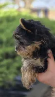 AKC Oliver, a male Yorkshire Terrier for sale in Kalona, IA – Photo 2 of 10