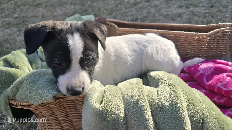 Ike – Jack Russell Terrier, Border Collie puppy for sale in Kalona, IA