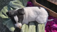 Ike, a  Jack Russell Terrier and Border Collie for sale in Kalona, IA – Photo 3 of 5