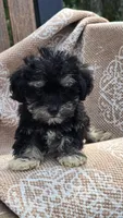 Cooper, a male Miniature Schnauzer and Shih Tzu for sale in Kalona, IA – 8 of 8