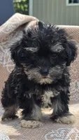 Cooper, a male Miniature Schnauzer and Shih Tzu for sale in Kalona, IA – 1 of 8