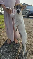 Peter, a male Jack Russell Terrier and Rat Terrier for sale in Kalona, IA – 2 of 8