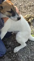 Peter, a male Jack Russell Terrier and Rat Terrier for sale in Kalona, IA – 8 of 8