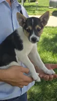 Bella, a female American Eskimo and Jack Russell Terrier for sale in Kalona, IA – 3 of 7